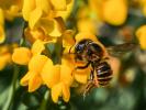  Osmia aurulenta (Panzer, 1799)