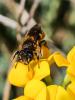  Osmia aurulenta (Panzer, 1799)