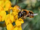  Osmia aurulenta (Panzer, 1799)