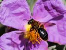  Andrena limbata Eversmann, 1852