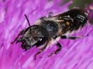  Osmia dimidiata Morawitz, 1870