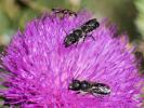  Osmia dimidiata Morawitz, 1870