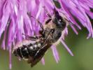  Osmia dimidiata Morawitz, 1870