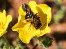  Andrena Fabricius, 1775