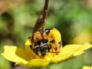  Andrena Fabricius, 1775