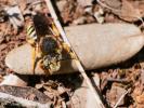  Rhodanthidium septemdentatum (Latreille, 1809)