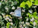 Bleu-nacré d'Espagne (Le) Lysandra hispana (Herrich-Schäffer, 1852)