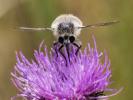  Fallenia fasciata (Fabricius, 1805)