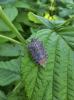 Punaise diabolique Halyomorpha halys (Stål, 1855)