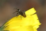  Empis pennipes Linnaeus, 1758