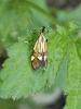 Alabonia geoffrella (Linnaeus, 1767)