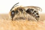  Andrena Fabricius, 1775