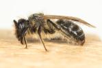  Andrena Fabricius, 1775