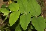 Millepertuis Androsème Hypericum androsaemum L., 1753