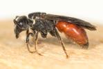  Sphecodes Latreille, 1804