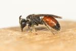 Sphecodes Latreille, 1804