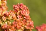 Patience à crêtes, Rumex à crêtes Rumex cristatus DC., 1813