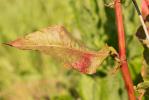Patience à crêtes, Rumex à crêtes Rumex cristatus DC., 1813