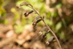 Épipactis à petites feuilles Epipactis microphylla (Ehrh.) Sw., 1800