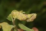 Kermès de l'orme Eriosoma ulmi (Linnaeus, 1758)