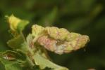 Kermès de l'orme Eriosoma ulmi (Linnaeus, 1758)