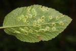  Sackenomyia reaumurii (Bremi, 1847)