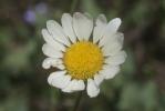 Marguerite pâle Leucanthemum pallens (J.Gay ex Perreym.) DC., 1838