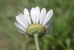 Marguerite pâle Leucanthemum pallens (J.Gay ex Perreym.) DC., 1838