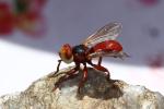  Myopa Fabricius, 1775