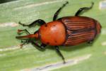  Rhynchophorus ferrugineus (Olivier, 1791)