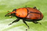  Rhynchophorus ferrugineus (Olivier, 1791)