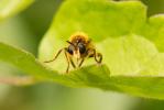  Asilidae Latreille, 1802