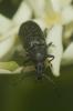  Mycterus curculioides (Fabricius, 1781)