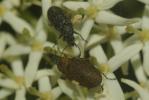  Mycterus curculioides (Fabricius, 1781)