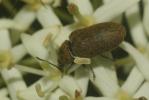  Mycterus curculioides (Fabricius, 1781)