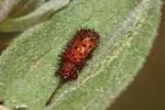  Dicladispa testacea (Linnaeus, 1767)
