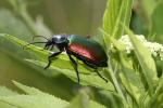 Grand calosome (Le) Calosoma sycophanta (Linnaeus, 1758)