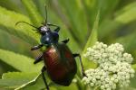 Grand calosome (Le) Calosoma sycophanta (Linnaeus, 1758)