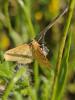 Sitochroa verticalis (Linnaeus, 1758)