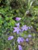 Campanule raiponce Campanula rapunculus L., 1753