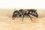  Osmia Panzer, 1806
