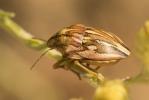  Odontotarsus purpureolineatus (Rossi, 1790)