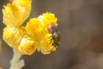 Guêpe-coucou Chrysididae Latreille, 1802