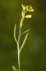 Cresson rude Sisymbrella aspera (L.) Spach, 1838