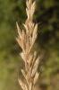 Brome lancéolé Bromus lanceolatus Roth, 1797