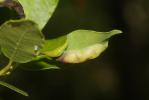 Psylle du laurier Lauritrioza alacris (Flor, 1861)