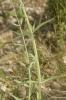 Centranthe de Lecoq Centranthus lecoqii Jord., 1852