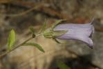Campanule carillon, Fausse Raiponce Campanula medium L., 1753