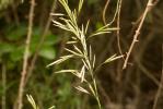 Brome sans arêtes Bromopsis inermis (Leyss.) Holub, 1973