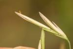 Brome sans arêtes Bromopsis inermis (Leyss.) Holub, 1973